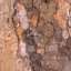 Bark