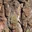 Bark