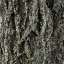 Bark