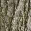 Bark