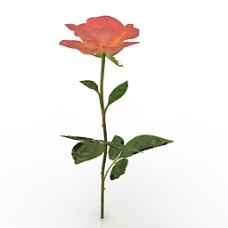 flower peach rose 3D Model Preview #0797b597