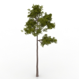 pine-tree 3D Model Preview #4c7a3f36