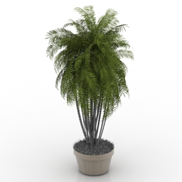 palm 3D Model Preview #40c64c43