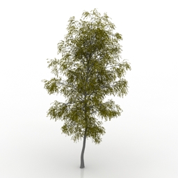 birch 3D Model Preview #11210952