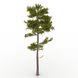 pine-tree 3D Model Preview #5d74ef10