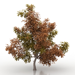 maple 3D Model Preview #cca41927