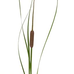 plant cattail 3D Model Preview #2d4bf456