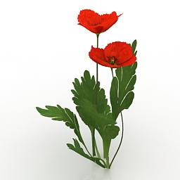 flower red corn poppy 3D Model Preview #989a91ac