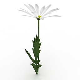 flower shasta daisy 3D Model Preview #de7d61e9