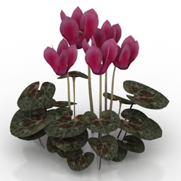 flower cyclamen 3D Model Preview #b75c288a