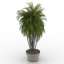 Palm