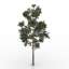 Pine-tree