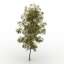 Birch
