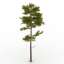 Pine-tree