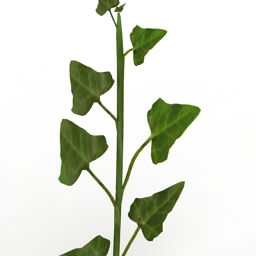 plant ivy 3D Model Preview #5570a075