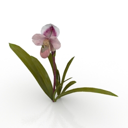 flower mt george orchid 3D Model Preview #5394af83