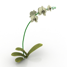 flower phalaenopsis orchid 3D Model Preview #886d454d