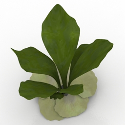 plant staghorn fern 3D Model Preview #995fca85
