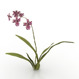 flower wildcat orchid 3D Model Preview #482fd733