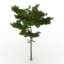 Pine-tree