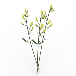 plant meadow vetchling 3D Model Preview #bf814356