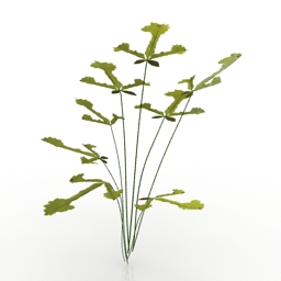 plant pteris fern 3D Model Preview #886cfb4e