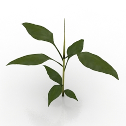 plant banana 3D Model Preview #fcf5a846