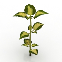 plant coleus 3D Model Preview #acfa9f0e