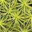 Moss
