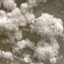 Salt