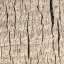 Bark