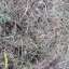 Grass