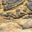 Stone