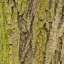 Bark