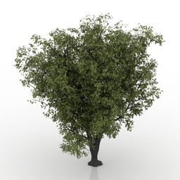 3D Apple-tree preview