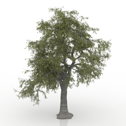 ash tree 3D Model Preview #dac95a70