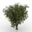 Apple-tree