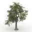 Ash tree