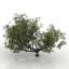Apple-tree