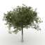 Apple-tree