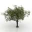 Apple-tree