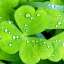 Clover