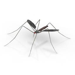 3D Mosquito preview