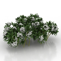 flower daphne susannae lawrence crocker 3D Model Preview #600dee65