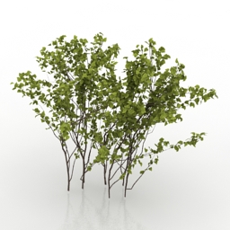 3D Hawthorn preview