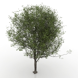 3D Cherry tree preview