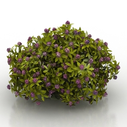 flower daphne odora aureomarginata 3D Model Preview #6a317a48