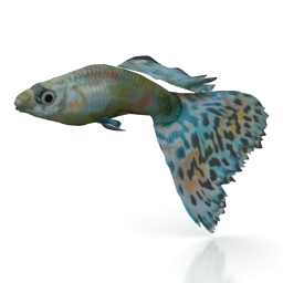 3D Fish preview