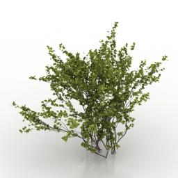 3D Hawthorn preview