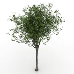 3D Cherry tree preview